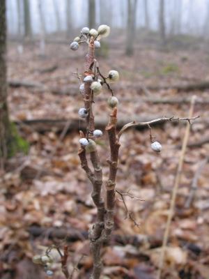 Poison ivy berries in the spring